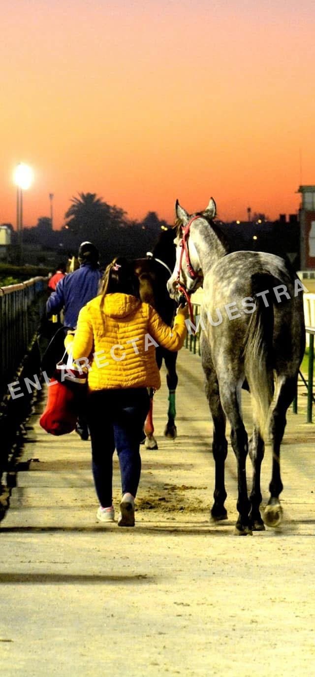 Caballo tordillo caminando junto a su cuidadora con el cielo naranja