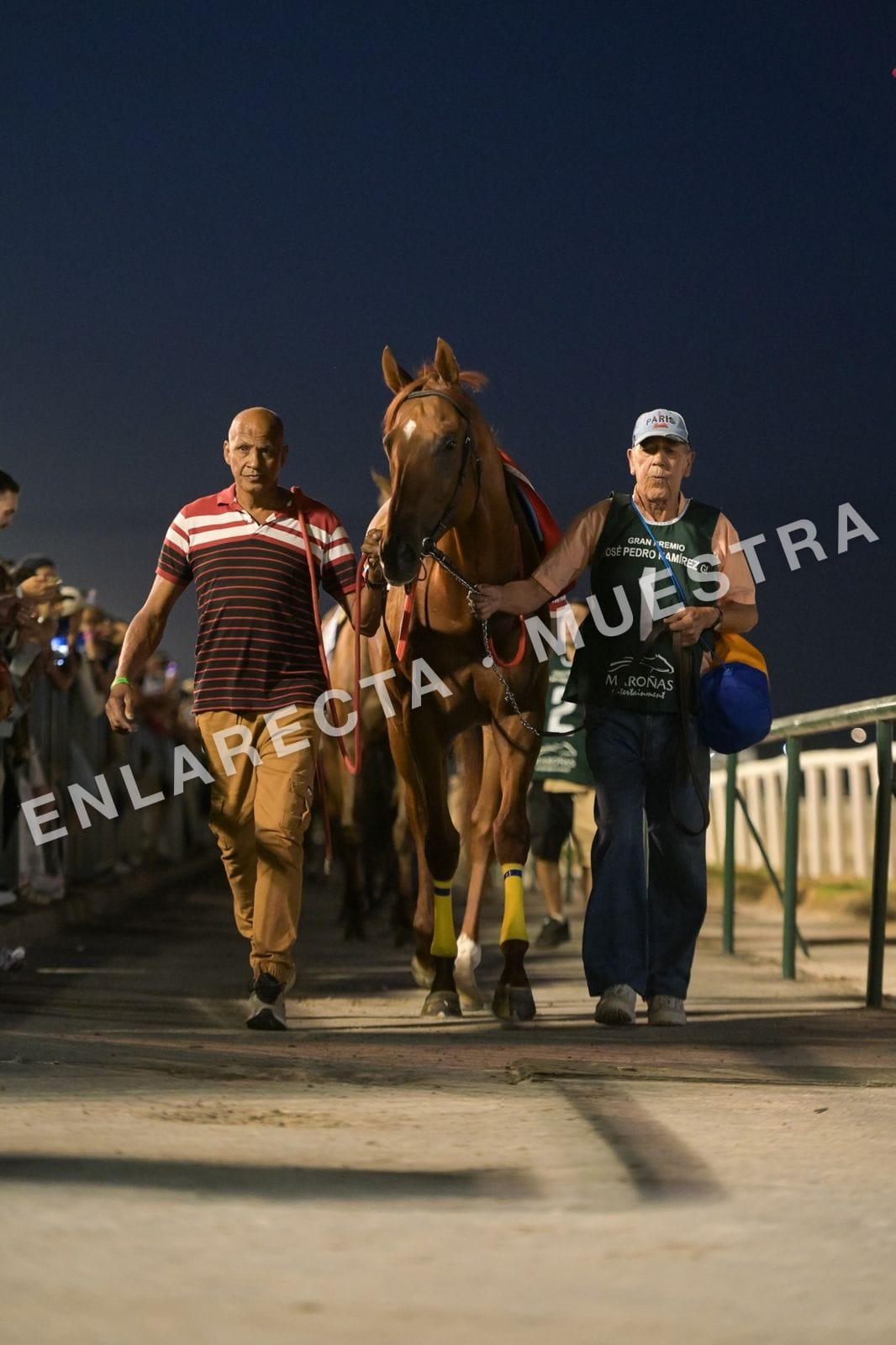 Alazán con vendas amarillas caminando a la pista de noche, entre dos cuidadores
