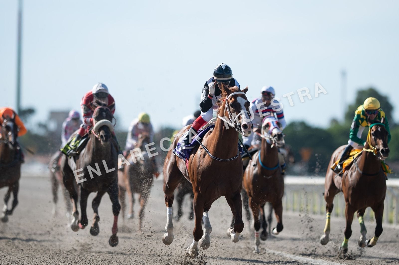 Alazán llegando primero en la recta de arena, el jockey celebrando